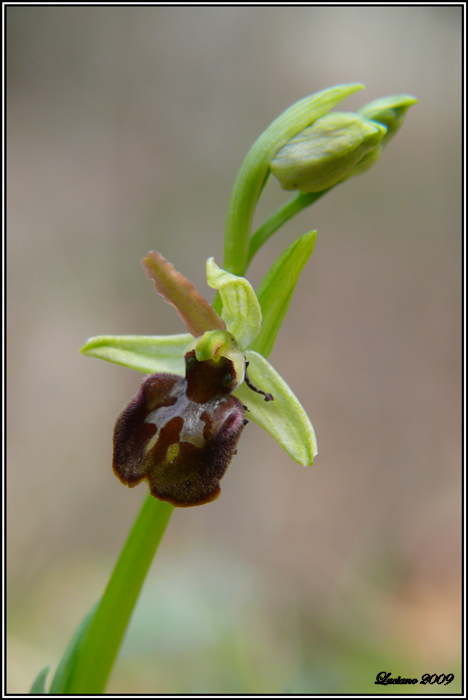 Ophrys sphegodes